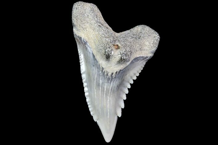 Hemipristis Shark Tooth Fossil - Virginia #87899